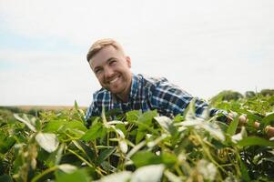 Agronomist inspecting soya bean crops growing in the farm field. Agriculture production concept. young agronomist examines soybean crop on field in summer. Farmer on soybean field. photo