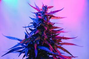 Cannabis Marijuana plant in Vaporwave deep purple neon style. Medical plant of Cannabis or Hemp with flowering buds and ultraviolet light. Blooming vegetative bush with crystal trichomes photo