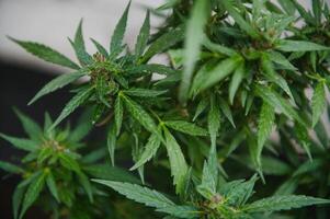 indoor medical cannabis in bloom marijuana plant home. photo