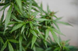 Background Canopy of Budding Indoor Marijuana Plants. photo