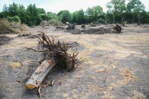 deforestación, destrucción de caduco bosques dañar a naturaleza. Europa foto