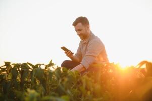 Agronomist inspecting soya bean crops growing in the farm field. Agriculture production concept. young agronomist examines soybean crop on field in summer. Farmer on soybean field. photo