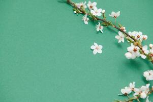 Cherry tree blossom. April floral nature and spring sakura blossom on colored background. Banner for 8 march, Happy Easter with place for text. Springtime concept. Top view. Flat lay photo