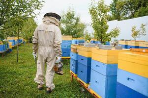 Beekeeper on apiary. Beekeeper is working with bees and beehives on the apiary. photo