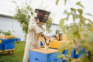 Beekeeper is working with bees and beehives on the apiary. Beekeeping concept photo