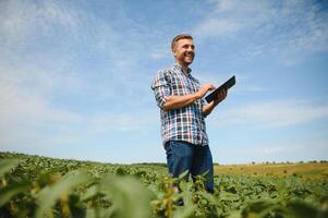 A farmer inspects a green soybean field. The concept of the harvest photo