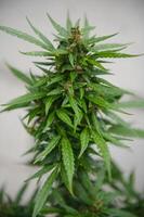 cannabis, marijuana plant. growing marijuana at home for medical purposes photo