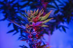 canabis planta con grande hojas y floración brote. médico marijuana planta. estético Mira en agrícola presion de marijuana cáñamo foto