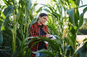 agrónomo granjero mujer en maíz campo. hembra granja trabajador analizando cosecha desarrollo. foto