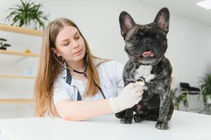veterinario por escuchando a un francés buldog perro en su clínica foto