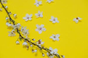 Spring cherry blossom, toned, springtime blossoming flower background, pastel and soft floral card photo