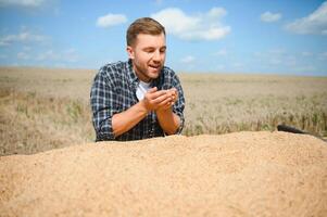 Satisfied young farmer standing on trailer in field and checking harvested wheat grains after harvest. photo