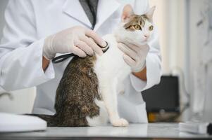 Veterinarian doctor checking cat at a vet clinic photo