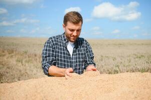 Satisfied young farmer standing on trailer in field and checking harvested wheat grains after harvest. photo