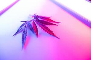 Cannabis leaf, Marijuana leaves isolated on colored background. photo