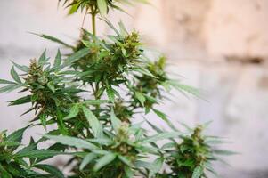 cannabis, marijuana plant. growing marijuana at home for medical purposes photo