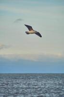 Seagull flying over coast in late evening sunshine photo