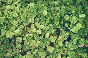 Succulents leaves abstract background green photo