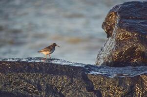 lavandera en mojado rocas a costa foto