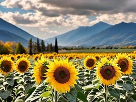 AI generated Sunflower field, mountain backdrop, natural colors photo
