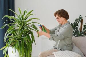 mayor mujer aerosoles plantas en macetas. contento hembra cuidando para casa planta. maduro mujer tomando cuidado de plantas a su hogar, pulverización un planta con puro agua desde un rociar botella foto