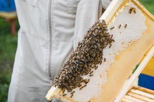 Beekeeper working collect honey. Beekeeping concept. photo