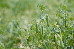 peas growing on the farm photo