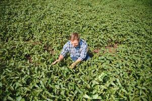 Agronomist inspecting soya bean crops growing in the farm field. Agriculture production concept. young agronomist examines soybean crop on field in summer. Farmer on soybean field. photo