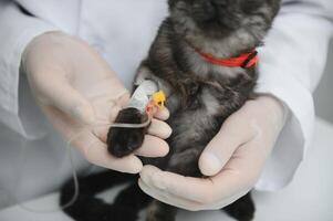 médico son examinando un enfermo gato. veterinario clínica concepto. servicios de un médico para animales, salud y tratamiento de mascotas. foto