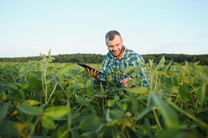 Young agronomist holds tablet touch pad computer in the soy field and examining crops before harvesting. Agribusiness concept. agricultural engineer standing in a soy field with a tablet in summer. photo