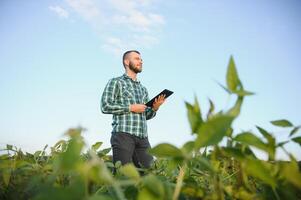 Agronomist inspects soybean crop in agricultural field - Agro concept - farmer in soybean plantation on farm photo