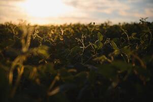 haba de soja campo, verde campo, agricultura paisaje, campo de haba de soja en un puesta de sol cielo antecedentes foto