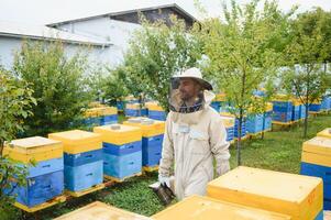 Beekeeper is working with bees and beehives on the apiary. Beekeeping concept photo