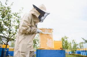 Beekeeper is working with bees and beehives on the apiary. Beekeeping concept photo