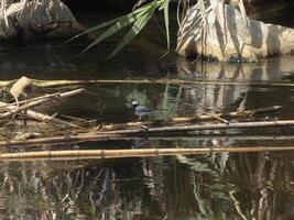 Small bird in a pond. Small white wagtail in forest photo