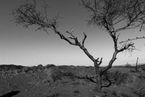 A lone tree stands in the vast desert, its silhouette captured in striking black and white, evoking a sense of solitude and stark beauty. photo