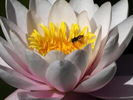 Macro photo of acuatic plant, waterlily with a tiny bee pollinator.