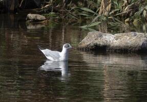 A tranquil scene unfolds as a white bird stands gracefully by the river amidst the serene forest, its reflection mirrored in the calm waters photo