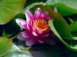 A serene scene with a vibrant pink waterlily blooming amidst lush green leaves, adding beauty and tranquility to the pond. photo