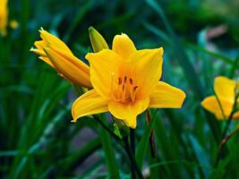 Yellow lily flower with bud on green unfocused background. photo