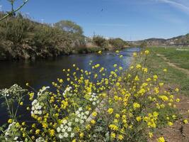 River landscape with small yellow flowers photo