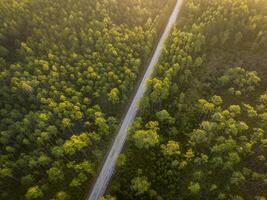 sandy road at sunrise - Apalachicola National Forest in Florida, aerial view photo