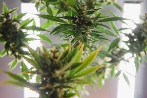 Cannabis plant panorama. Marijuana flowers and leaves. photo