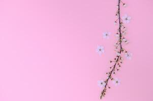 Cherry tree blossom. April floral nature and spring sakura blossom on colored background. Banner for 8 march, Happy Easter with place for text. Springtime concept. Top view. Flat lay photo
