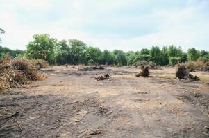 Deforestation environmental problem, rain forest destroyed for oil palm plantations photo