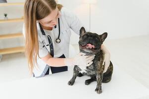 French Bulldog in a veterinary clinic. Veterinary medicine concept. photo