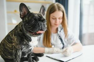 medicine, pet care and people concept - close up of french bulldog dog and veterinarian doctor hand at vet clinic. photo