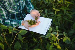 agrónomo inspeccionando soja frijol cultivos creciente en el granja campo. agricultura producción concepto. joven agrónomo examina haba de soja cosecha en campo en verano. granjero en haba de soja campo foto