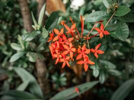 Ashoka plant with small flowers with dense green leaves behind it photo