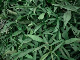 The background is thick, hollow cassava leaves eaten by pests photo